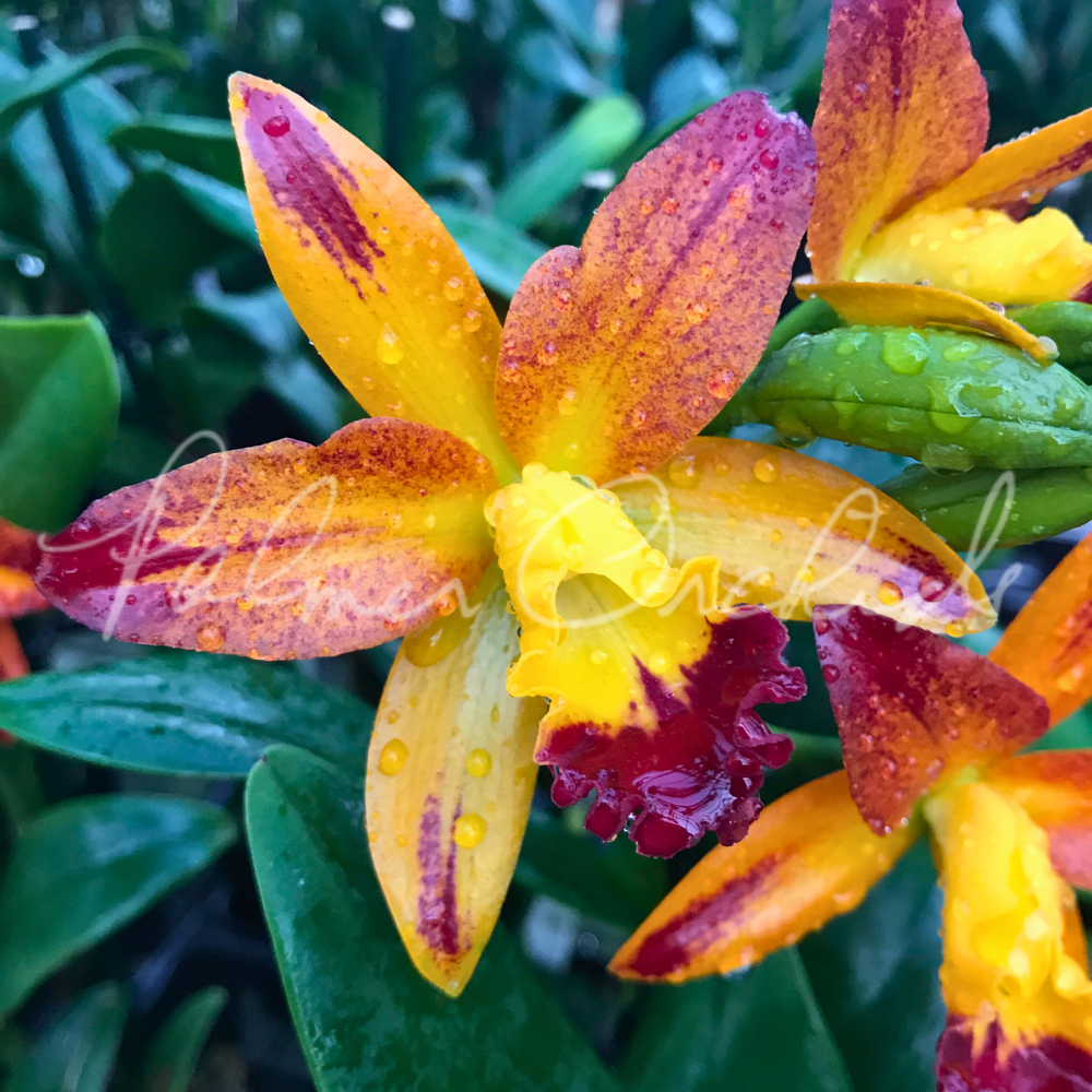 Ctt. Varut Startrack — Palmer Orchids